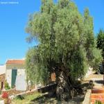 images/Oplevelser/Oliventrae Vouves/Olivetree-i-Vouves-01.jpg